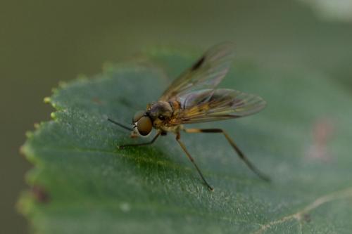 Réf. 348 670 : Rhagio lineola