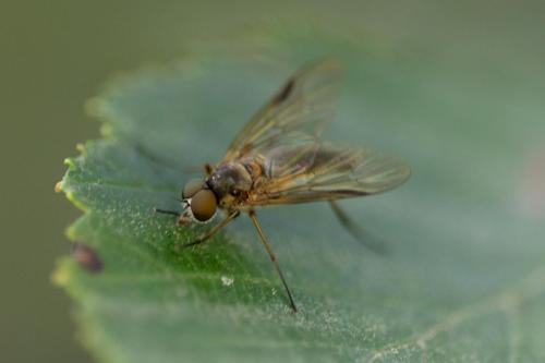 Réf. 348 674 : Rhagio lineola