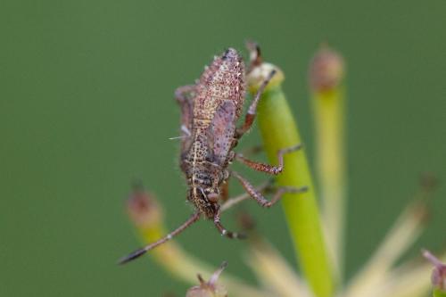 Réf. 348 677 : Corizus hyoscyami