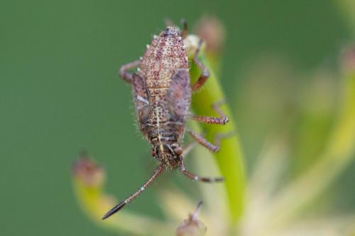 Corizus hyoscyami hyoscyami