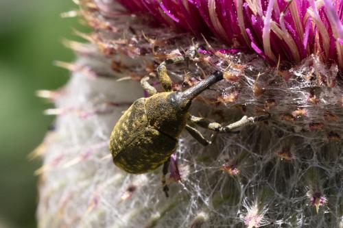 Réf. 348 709 : Larinus sturnus