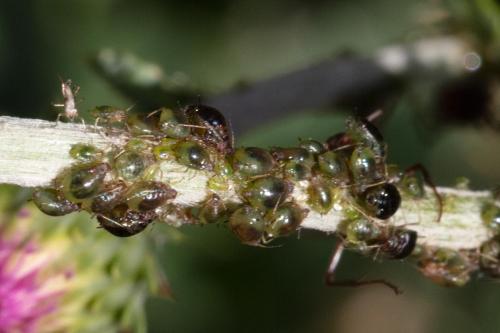 Brachycaudus cardui