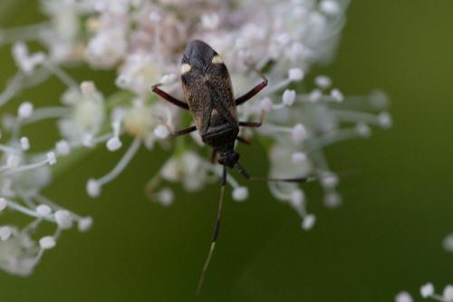 Closterotomus biclavatus
