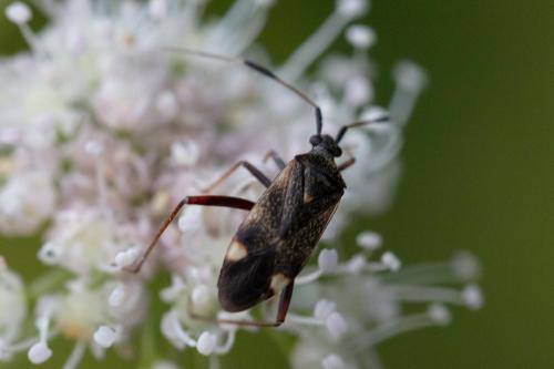 Closterotomus biclavatus