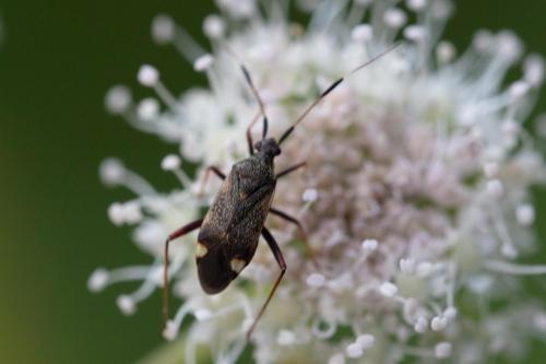Closterotomus biclavatus