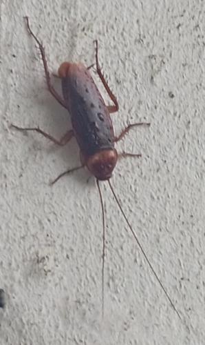 Periplaneta americana