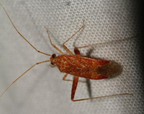 Phytocoris meridionalis