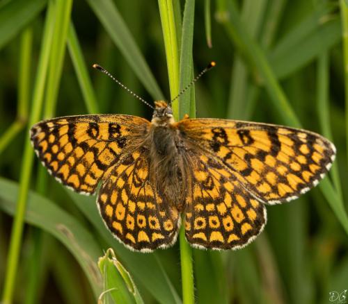Réf. 348 791 : Melitaea cinxia