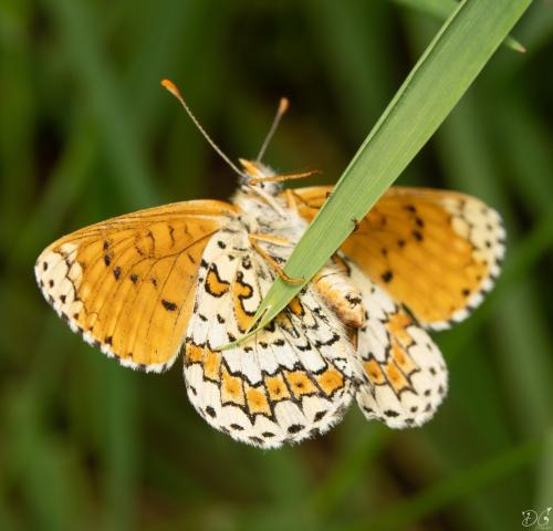 Réf. 348 792 : Melitaea cinxia