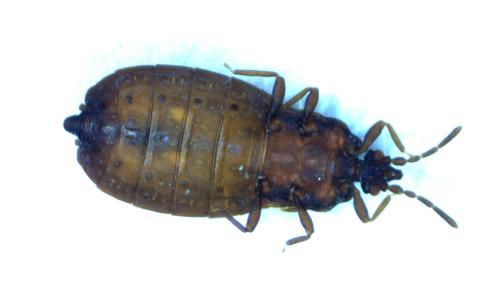 Aneurus avenius