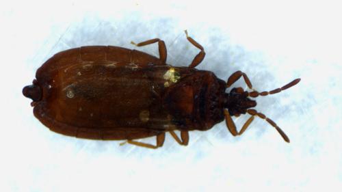 Aneurus avenius