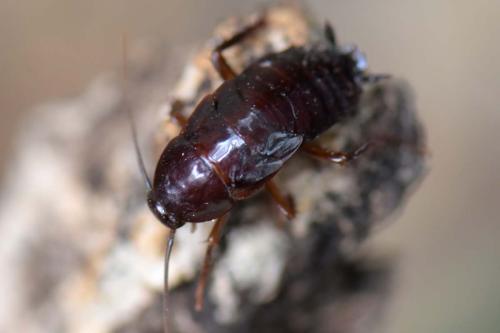 Réf. 348 332 : Blatta orientalis