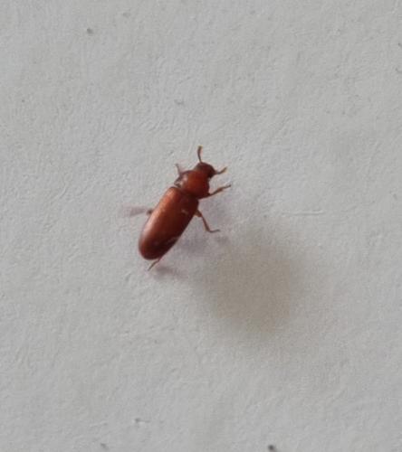 Réf. 348 328 : Tribolium castaneum