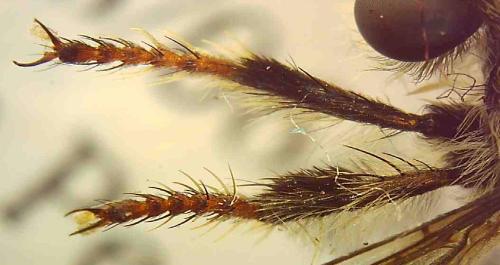 Réf. 348 503 : Pycnopogon fasciculatus