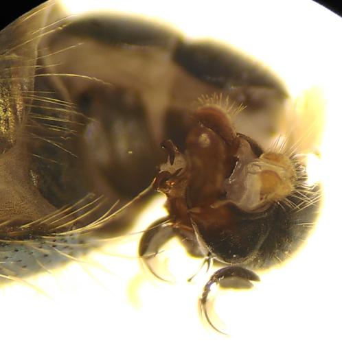 Cheilosia laticornis