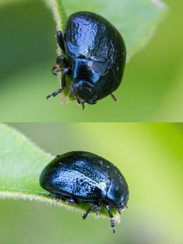 Réf. 348 451 : Chrysolina haemoptera
