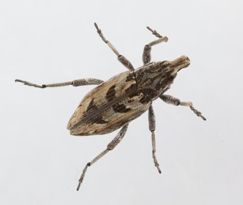 Coniocleonus cicatricosus
