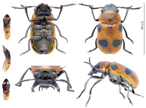 Réf. 348 786 : Coptocephala rubicunda