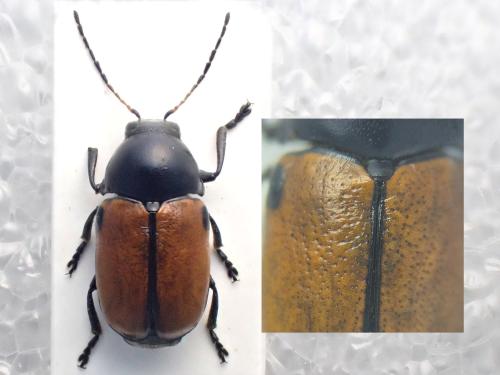 Cryptocephalus sinuatus