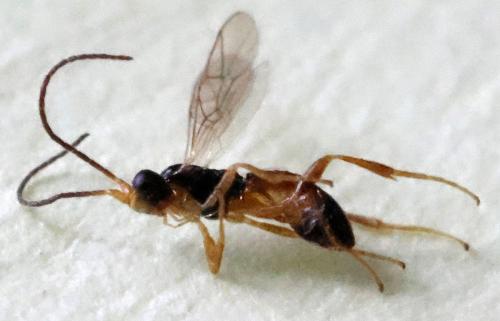 Réf. 348 192 : Stenomacrus sp.