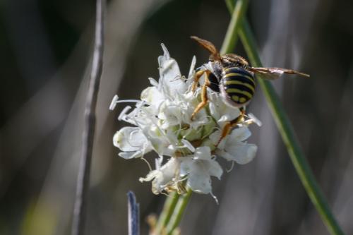 Réf. 348 352 : Trachusa (integra-interrupta)