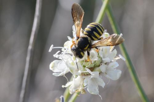 Réf. 348 351 : Trachusa (integra-interrupta)