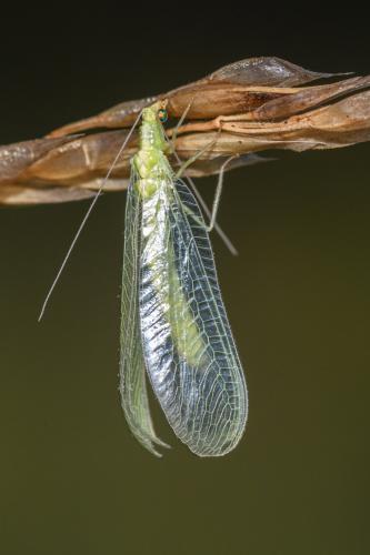 Chrysopa sp.