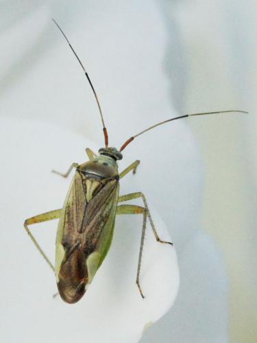 Réf. 348 177 : Closterotomus trivialis