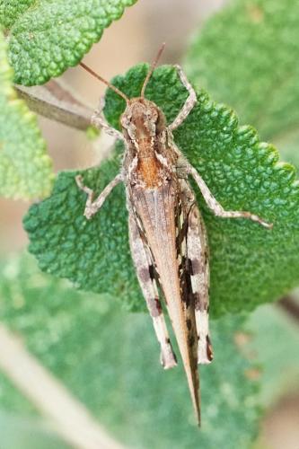 Réf. 348 138 : Aiolopus thalassinus thalassinus