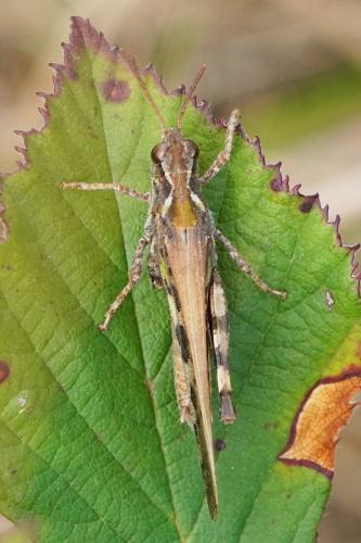 Réf. 348 142 : Aiolopus thalassinus thalassinus