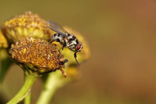 Réf. 348 880 : Limnophora obsignata