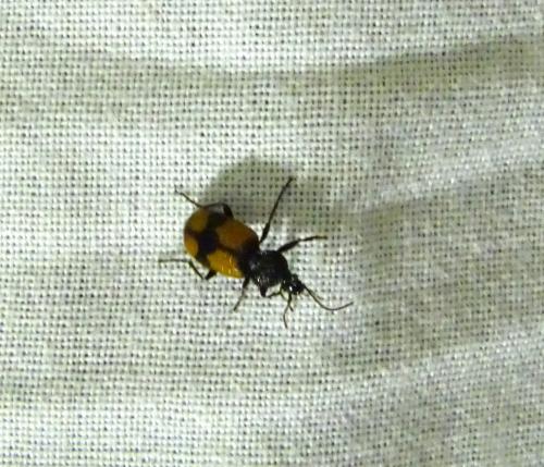Réf. 348 122 : Panagaeus bipustulatus