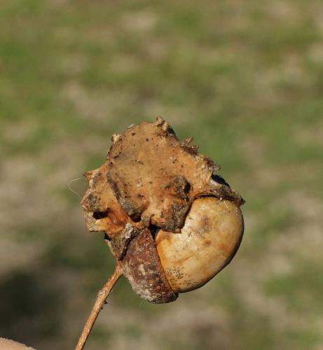 Andricus quercuscalicis