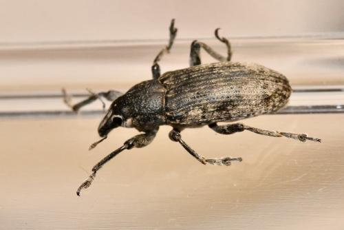 Réf. 348 793 : Temnorhinus mendicus