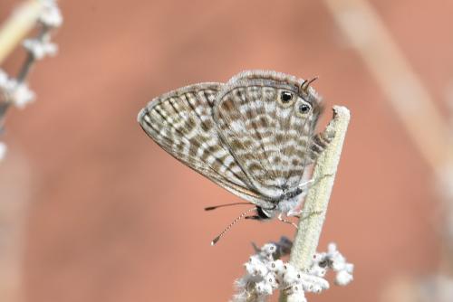 Réf. 348 452 : Leptotes pirithous