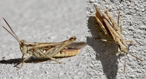 Chorthippus brunneus brunneus