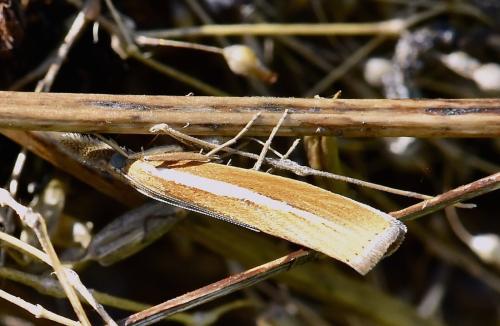 Agriphila sp.