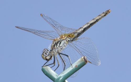Réf. 348 047 : Trithemis annulata