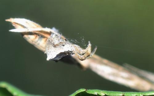 Hyptiotes sp.
