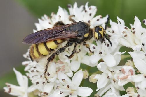 Colpa sexmaculata