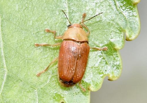 Réf. 348 341 : Cryptocephalus sulphureus