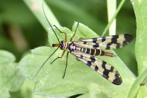 Panorpa meridionalis