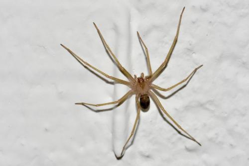 Réf. 348 391 : Loxosceles rufescens