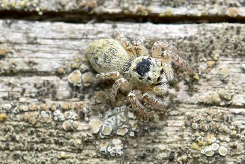 Carrhotus xanthogramma