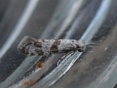 Scythropia crataegella