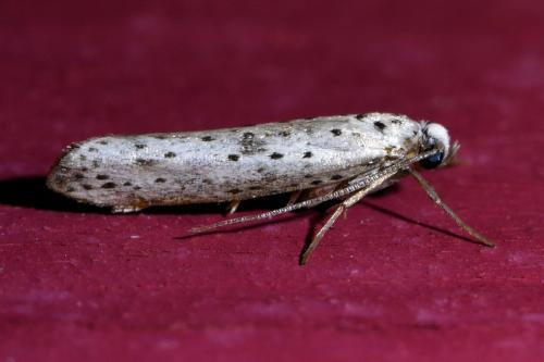 Yponomeuta plumbella