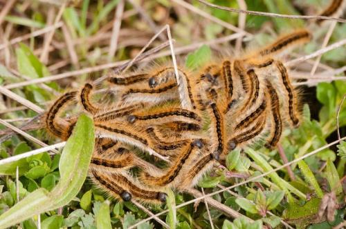 Malacosoma franconica
