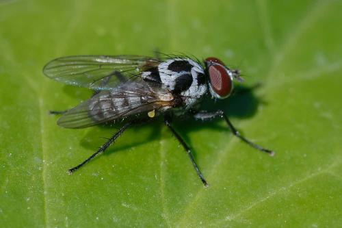 Réf. 348 998 : Anthomyia sp.