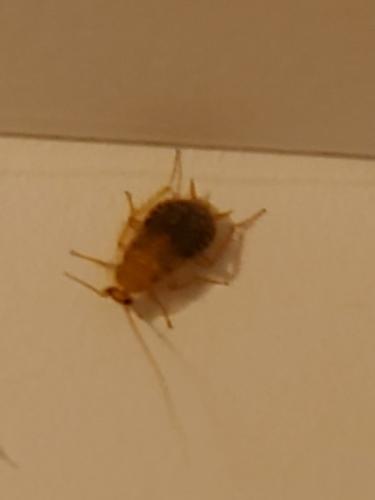 Planuncus vinzi