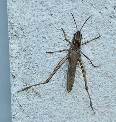Chorthippus albomarginatus albomarginatus